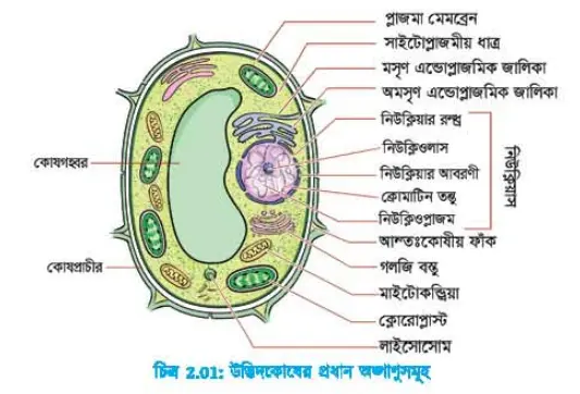 Plant Cell
