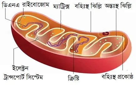 Mitochondria