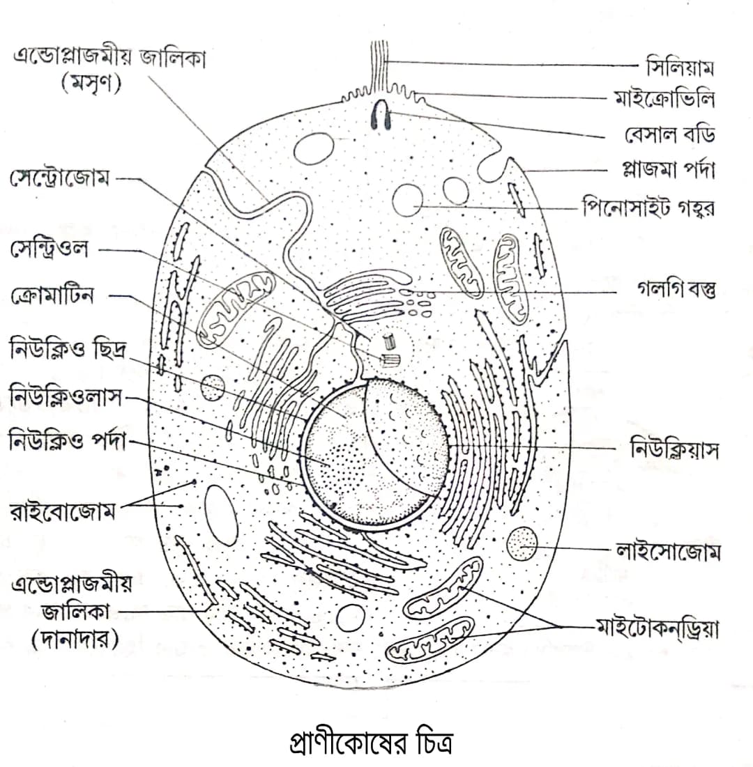 Animal Cell