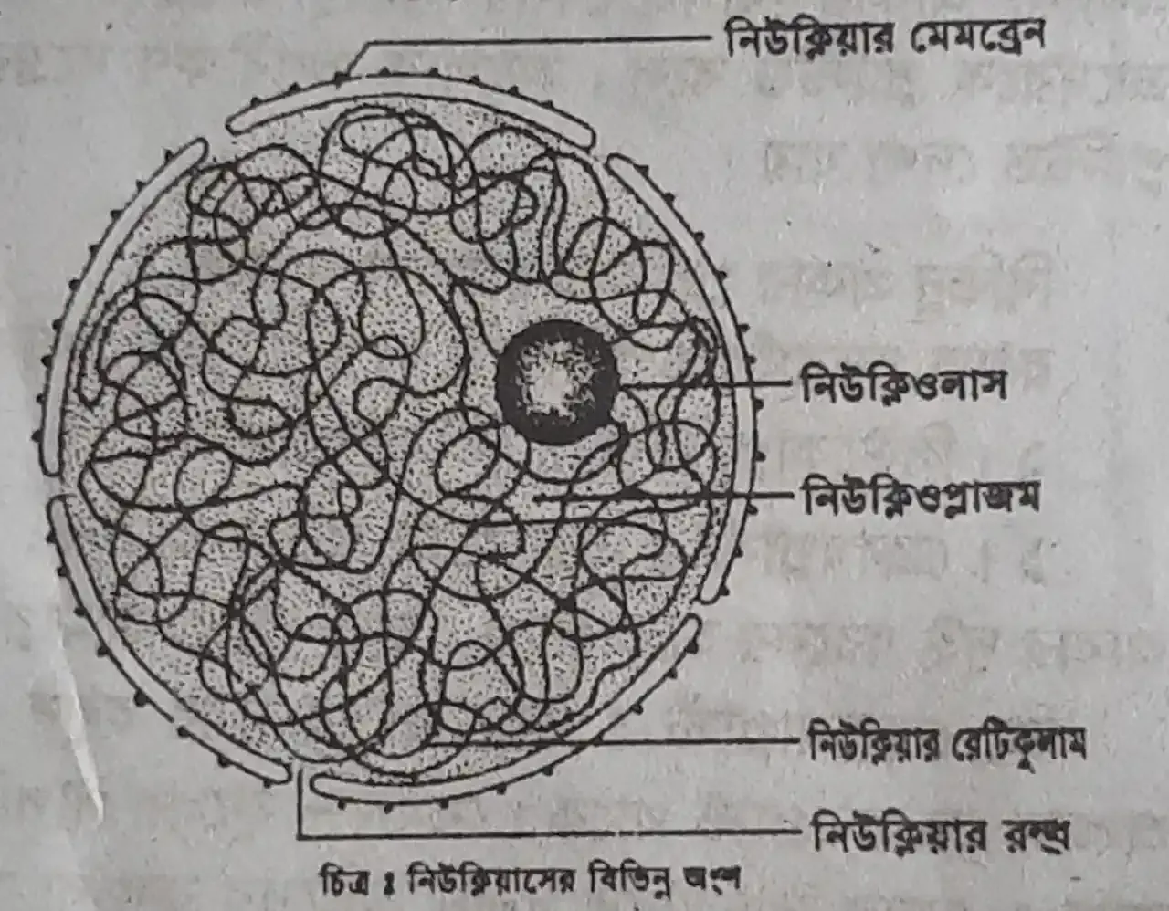 Nucleus